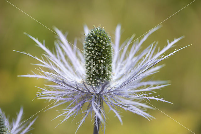 Alpine Sea Holly (Eryngium alpinum)