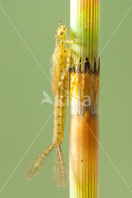 Azure Damselfly (Coenagrion puella)
