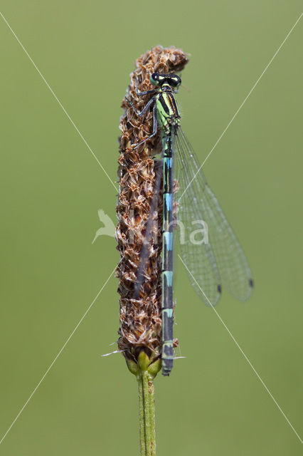 Azuurwaterjuffer (Coenagrion puella)