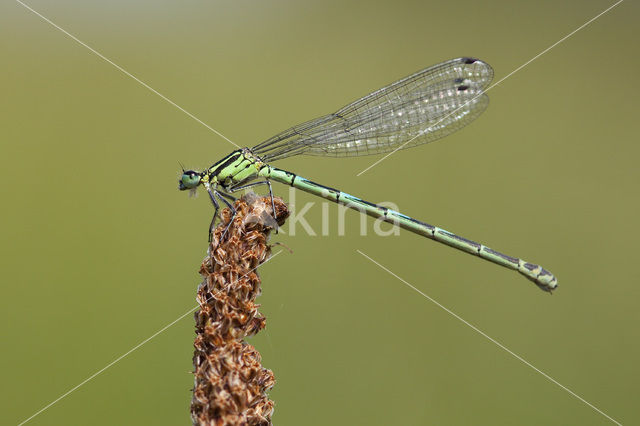 Azure Damselfly (Coenagrion puella)