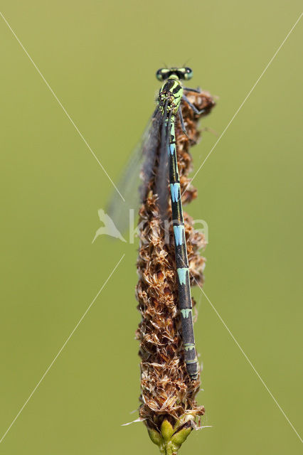 Azuurwaterjuffer (Coenagrion puella)