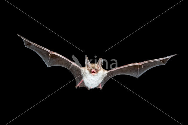 Bechstein’s Bat (Myotis bechsteinii)