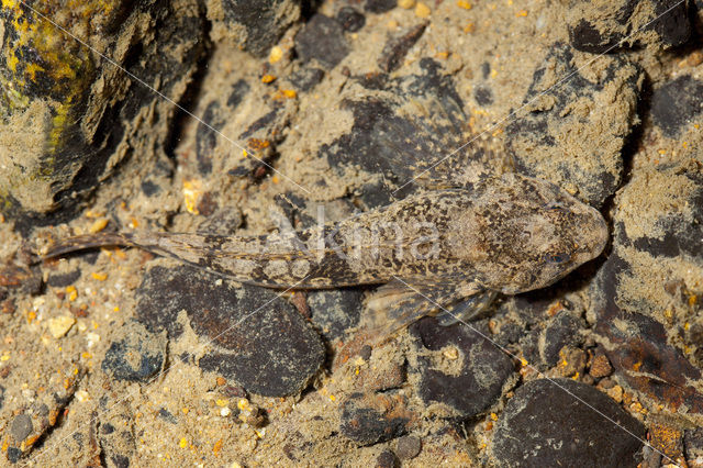 Beekdonderpad (Cottus rhenanus)