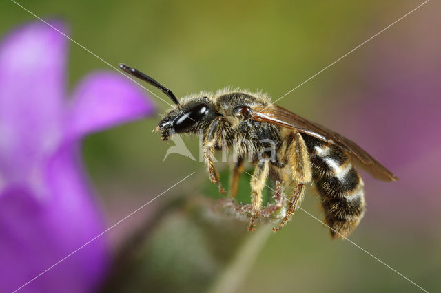 Berijpte geurgroefbij (Lasioglossum albipes)