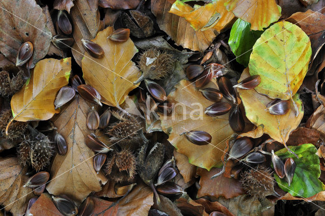 Beech (Fagus sylvatica)