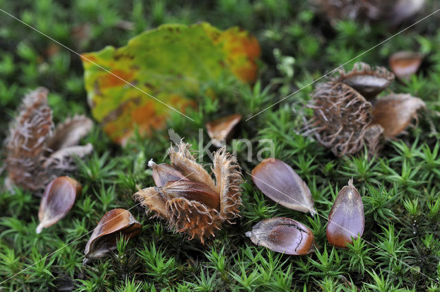 Beech (Fagus sylvatica)