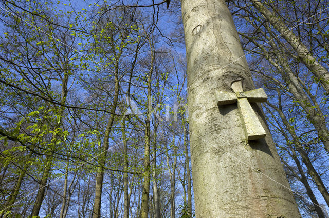 Beech (Fagus spec.)