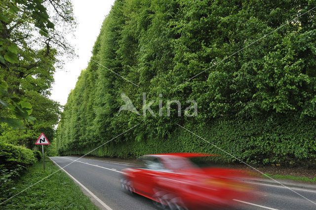 Beech (Fagus sylvatica)