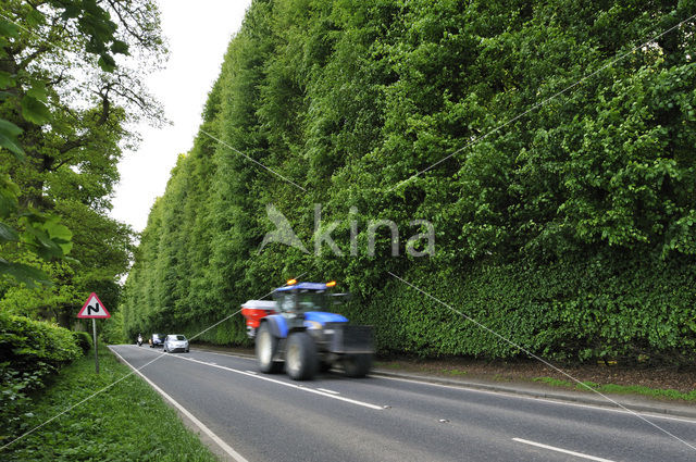 Beech (Fagus sylvatica)