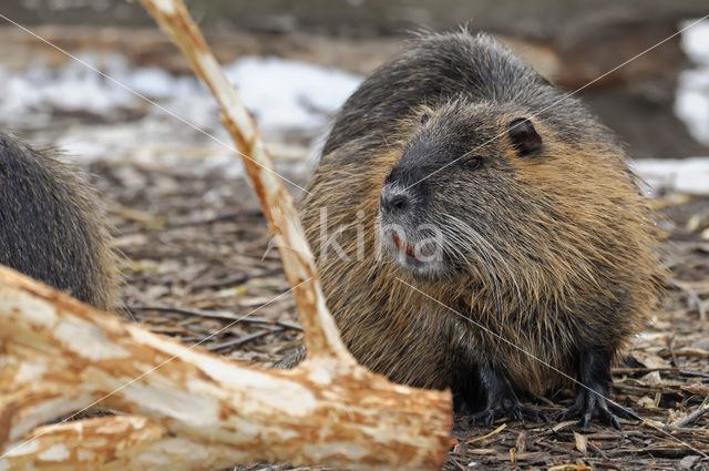 Beverrat (Myocastor coypus)