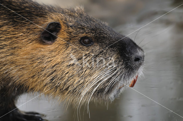 Beverrat (Myocastor coypus)