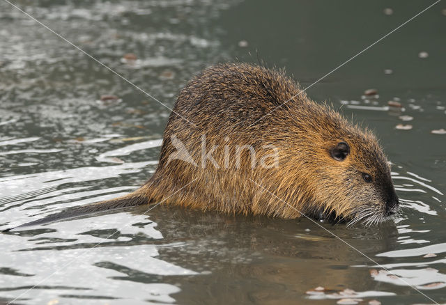 Beverrat (Myocastor coypus)