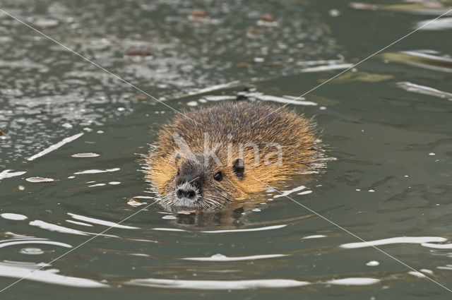 Beverrat (Myocastor coypus)