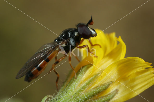 Bijlsprietje (Pelecocera tricincta)