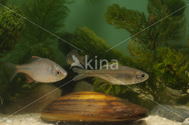 Bitterling (Rhodeus amarus)