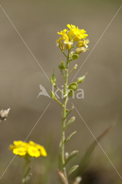 Small Alison (Alyssum alyssoides)
