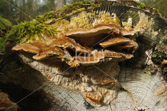 Bleke borstelkurkzwam (Coriolopsis trogii)