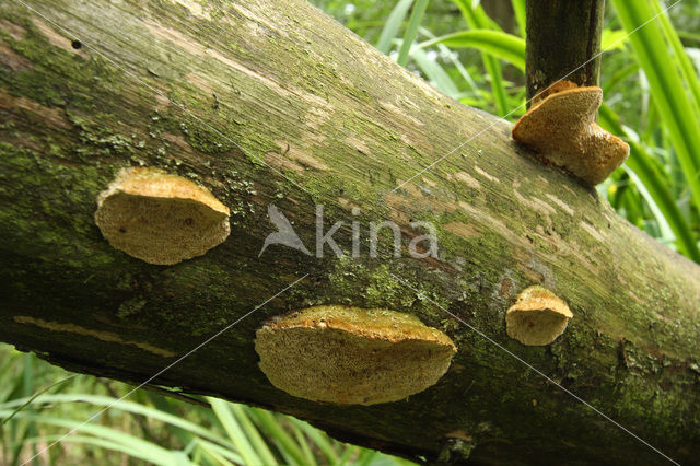 Bleke borstelkurkzwam (Coriolopsis trogii)
