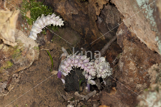 Bleke schubwortel (Lathraea squamaria)