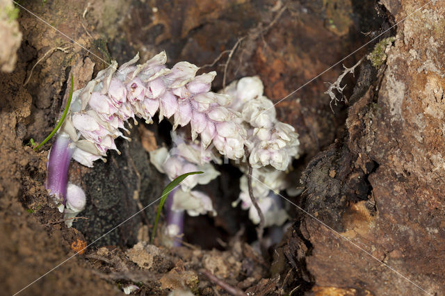 Bleke schubwortel (Lathraea squamaria)