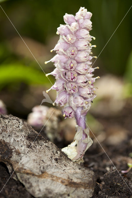 Bleke schubwortel (Lathraea squamaria)