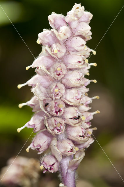 Toothwort (Lathraea squamaria)