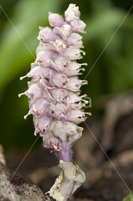 Toothwort (Lathraea squamaria)