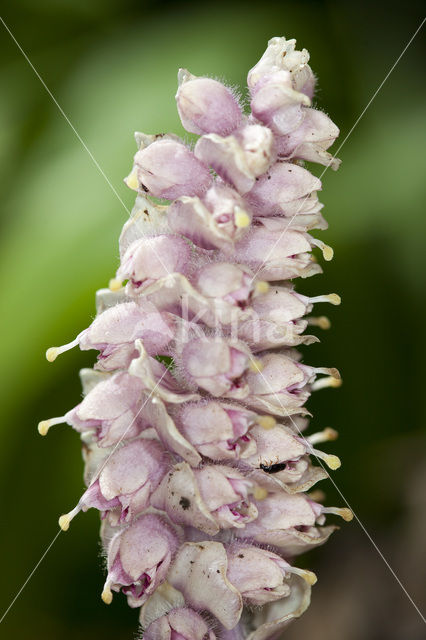 Toothwort (Lathraea squamaria)