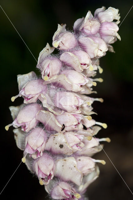 Bleke schubwortel (Lathraea squamaria)