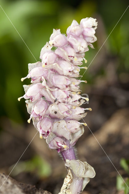 Toothwort (Lathraea squamaria)