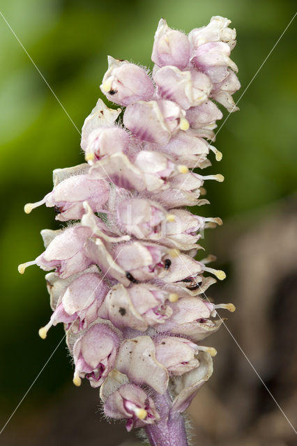 Toothwort (Lathraea squamaria)