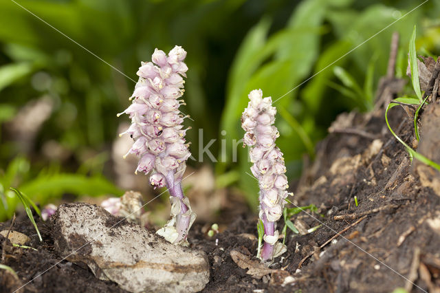 Toothwort (Lathraea squamaria)