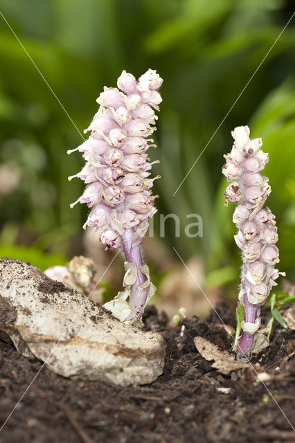 Bleke schubwortel (Lathraea squamaria)