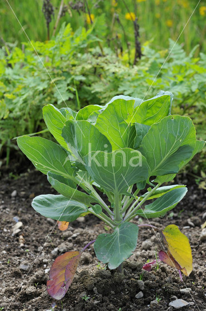 boerenkool (Brassica oleracea)