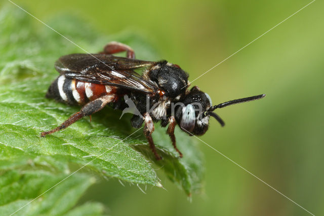 Cleptoparasitic Bee (Epeoloides coecutiens)