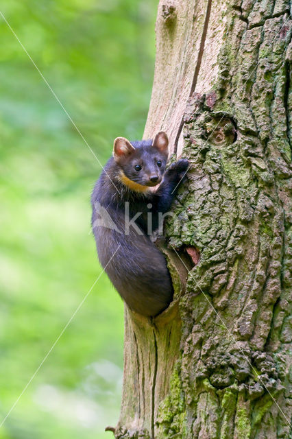 Pine Marten (Martes martes)