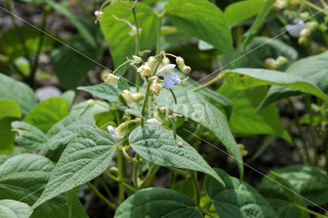 Boon (Phaseolus vulgaris)