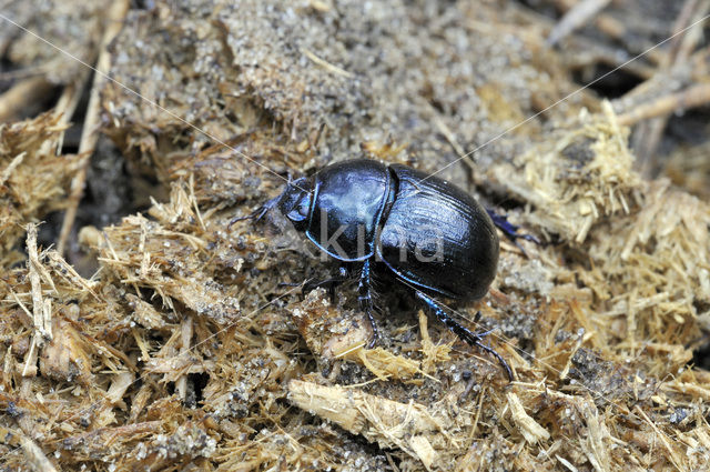Dung beetle (Geotrupes stercorarius)