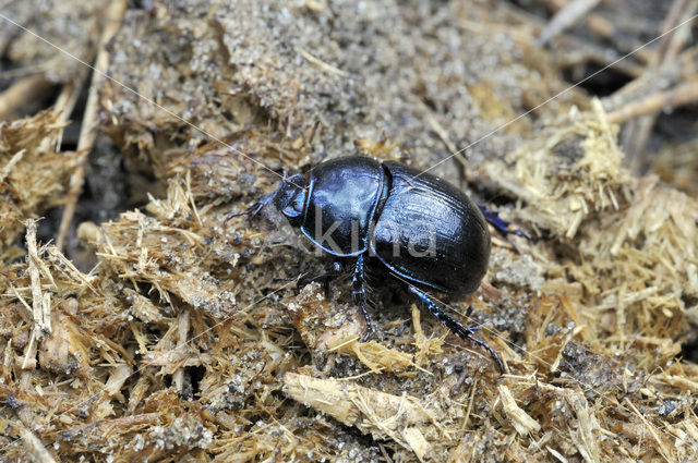 Bosmestkever (Geotrupes stercorarius)