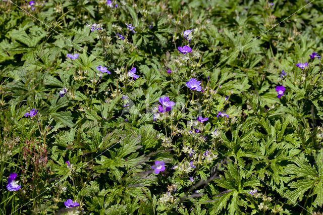 Bosooievaarsbek (Geranium sylvaticum)