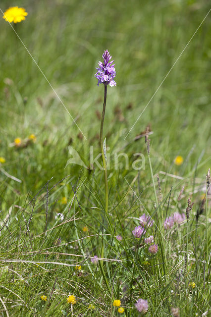 Common Spotted Orchid (Dactylorhiza fuchsii)