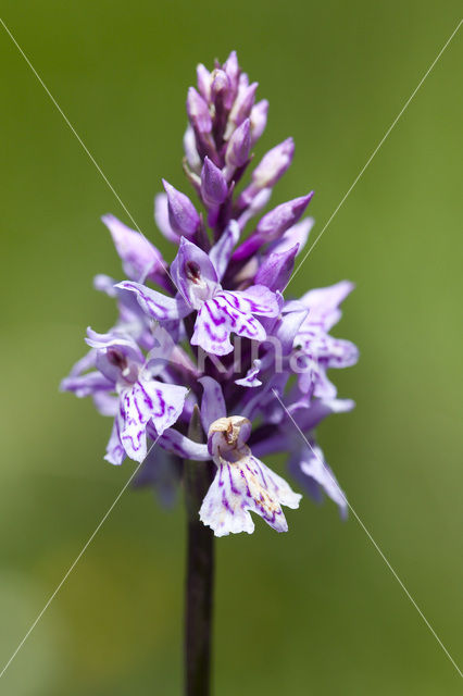 Common Spotted Orchid (Dactylorhiza fuchsii)