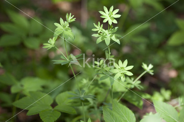 Boswalstro (Galium sylvaticum)