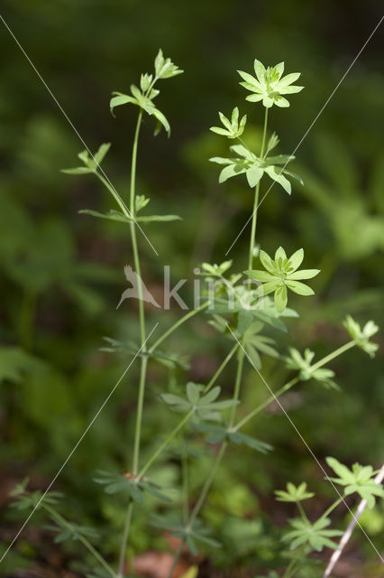 Boswalstro (Galium sylvaticum)