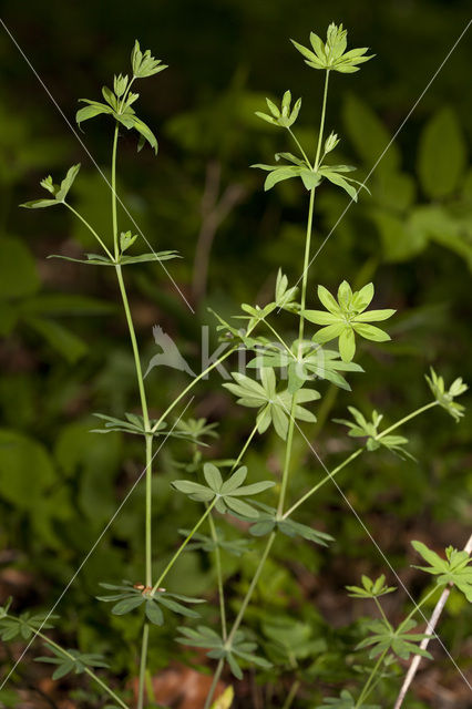 Wood Bedstraw (Galium sylvaticum)