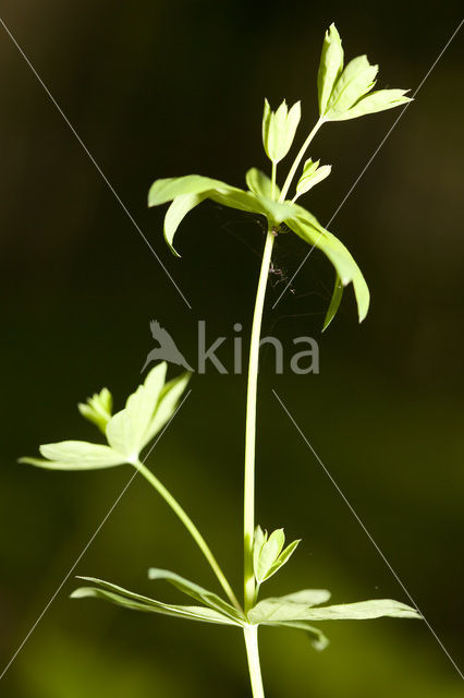 Boswalstro (Galium sylvaticum)