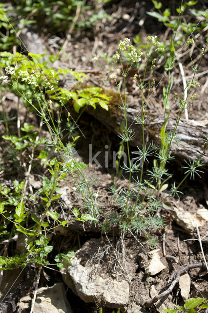 Boswalstro (Galium sylvaticum)