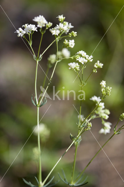 Boswalstro (Galium sylvaticum)