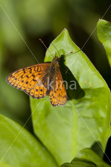 Marbled Fritillary (Brenthis daphne)