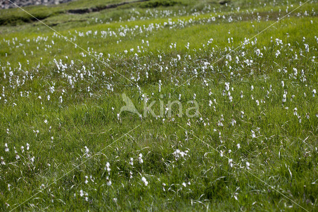 Breed wollegras (Eriophorum latifolium)